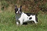 BOULEDOGUE FRANCAIS 533